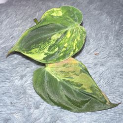2 Micans Cuttings Variegated