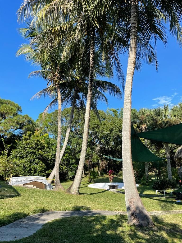 MUST SALE TODAY 5 coconut trees for sale $1500 Jupiter Farms