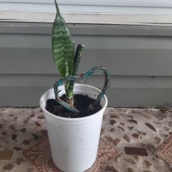 Snake plant 