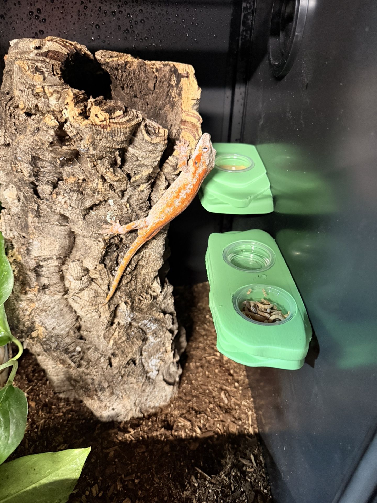 3D Printed Reptile Food Bowl