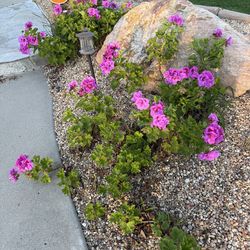 FREE!! GORGEOUS & RARE COLOR DEEP PINK /PURPLE MARTHA WASHINGTON GERANIUM CUTTINGS