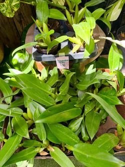 Plants (4”pot🌿Philodendron Fatboy $15 each)