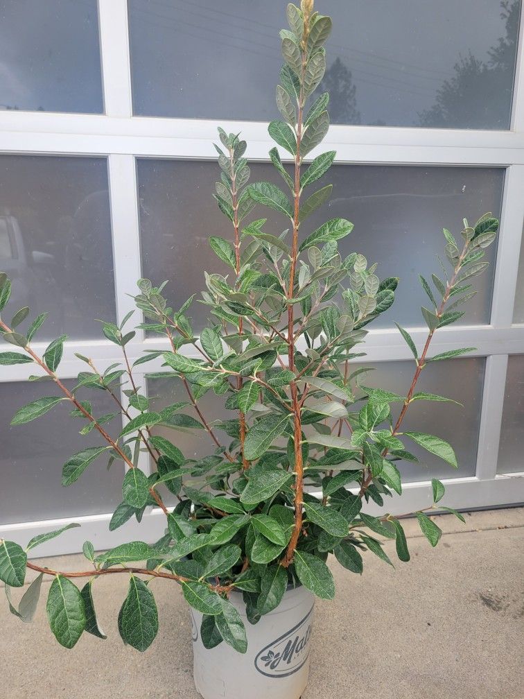 Pineapple Guava Bush