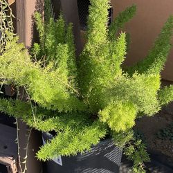 Ferns