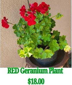 Red Geranium Plant