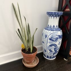 Variegated Snake Plant
