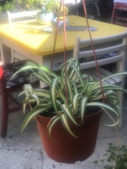 $6 Hanging spider plant