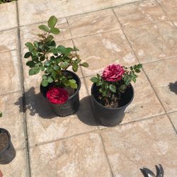 Well Rooted Red Rose Plant Bloom All Year Round 