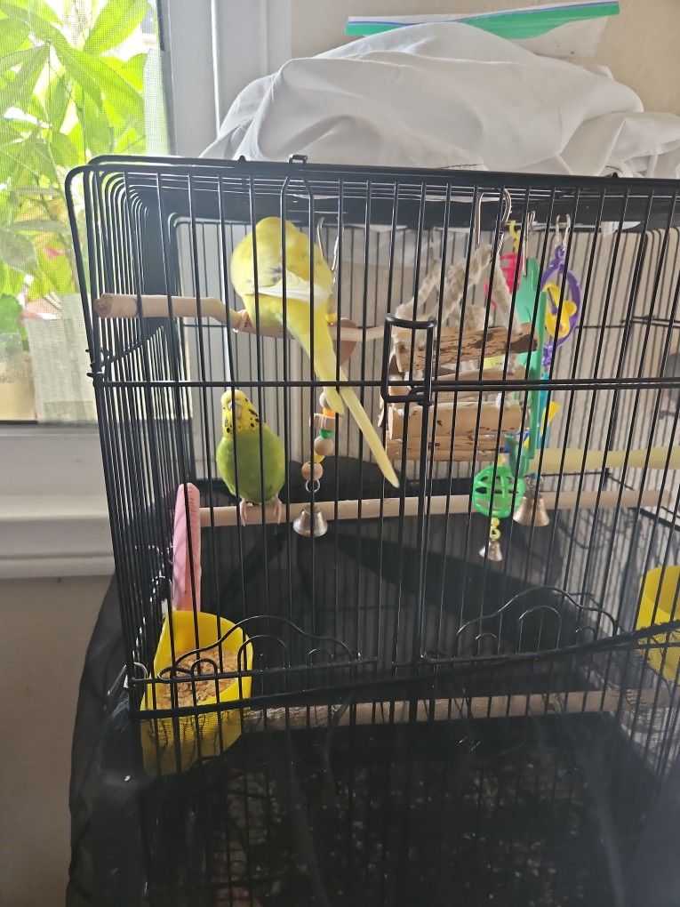 Birds
