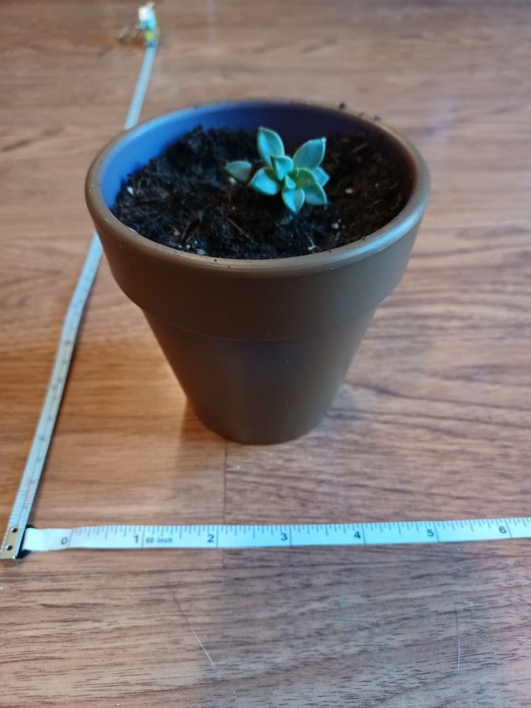 Small Gray Planter Pot With 1 Succulent