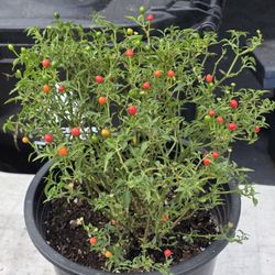 Planta De Chile Chiltepin