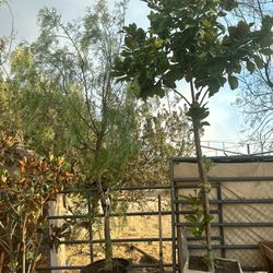 Magnolia , Pepper Tree, Palo Verde 