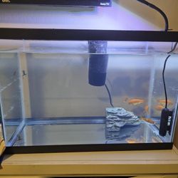 Free Fish And Fish Tank