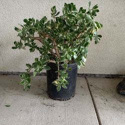 5 Gallon Sage Plant Green And White Leaf