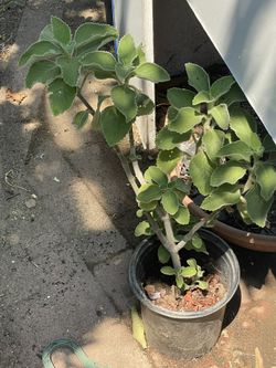 Oregano amargoso