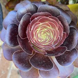 Aeonium Black Rose 