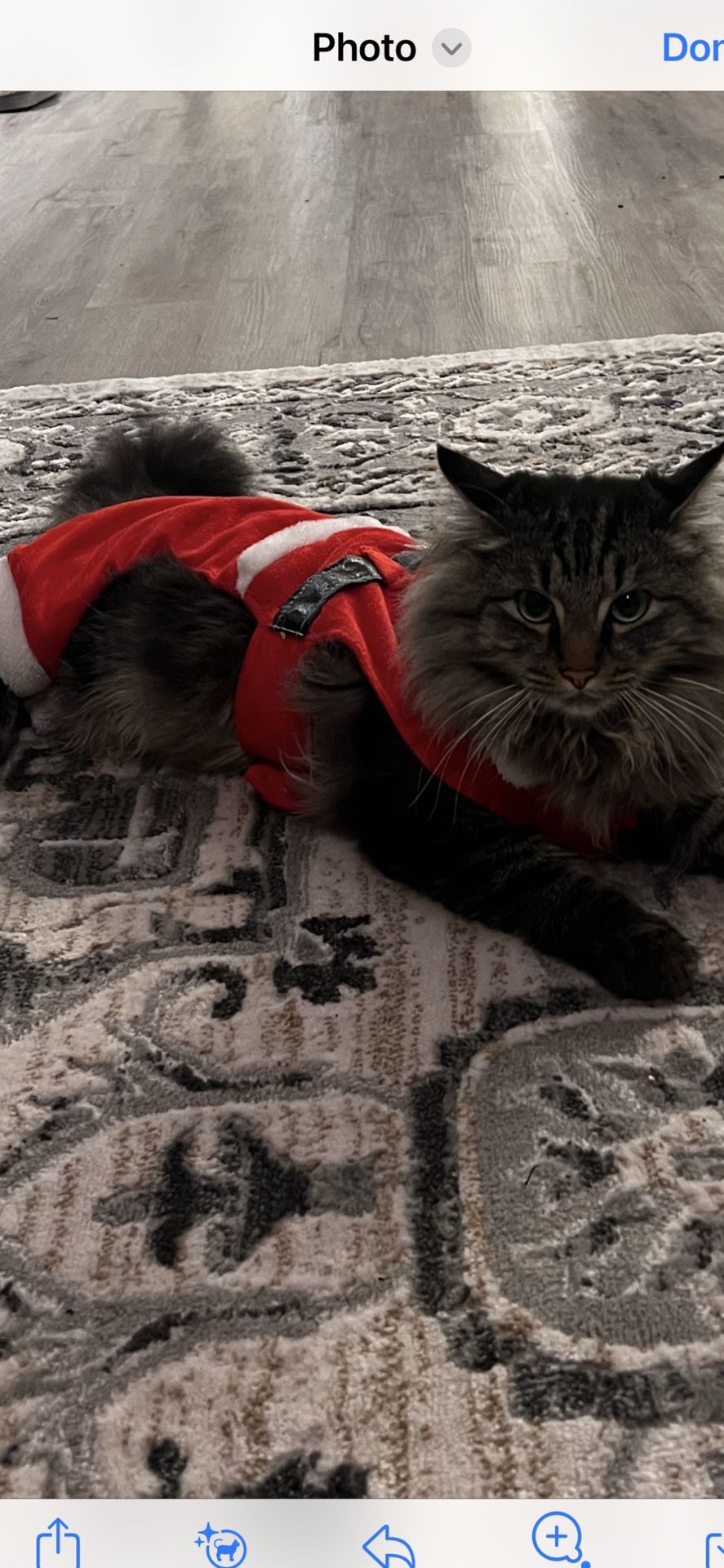 Small Pet Christmas Outfit