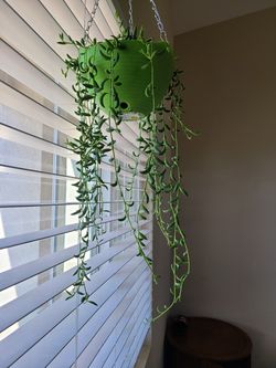 String of bananas succulent