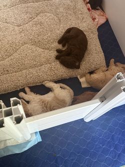 Puppy crate box good for storage