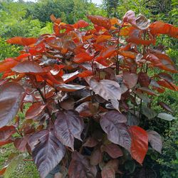 Copper Leaf Privacy Hedge Plants 7gl $16