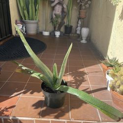 Large Gasteria  Succulent Plant 30” long