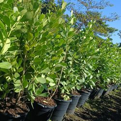 Clusia Privacy Hedge Plants 🌿🌿15gl $40