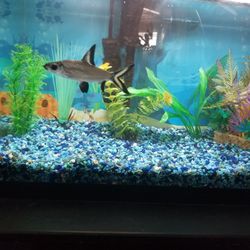 Aquarium 10 gallon with stand