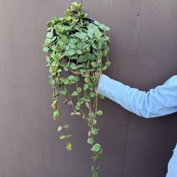 Big Peperomia Hope In 8” Pot 