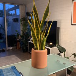 Fake Snake Plant