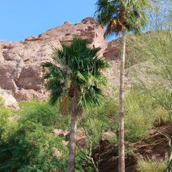 Palm Tree Trimming 