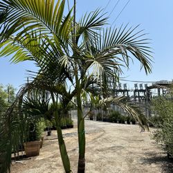 King Palm Tree