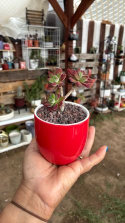 Potted ruby slippers