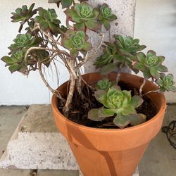 Succulent planted in a terra-cotta pot