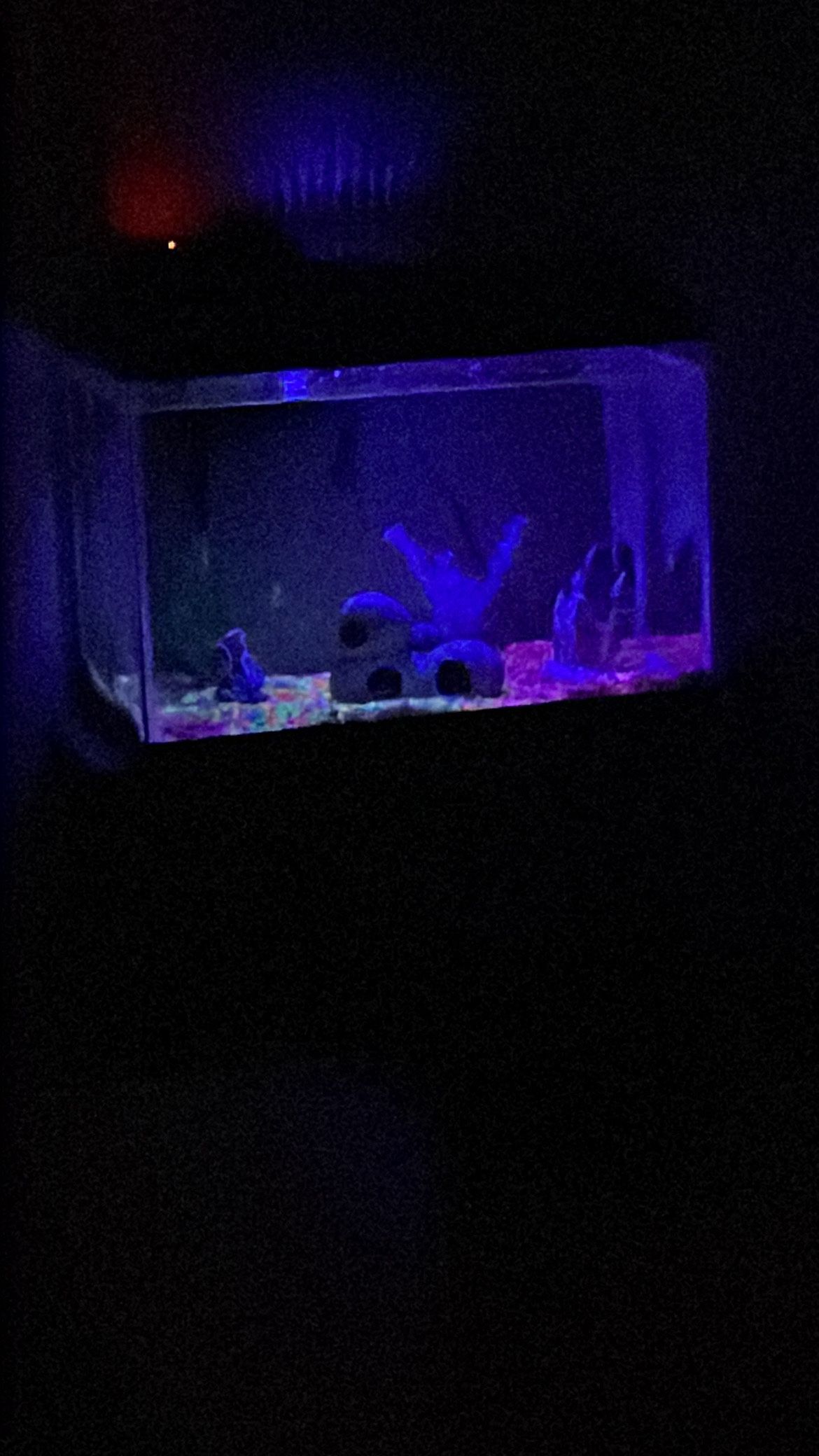 Fish Tank
