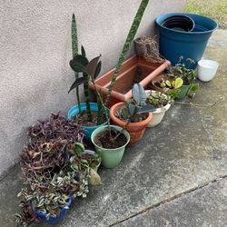 Pots And Plants (all For 30)