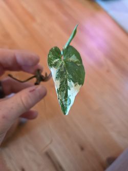 Syngonium Albo Cutting