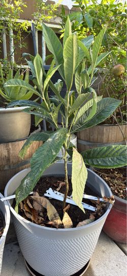 Moving Fruit trees for sale