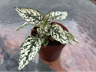 White plant