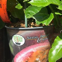Passion Fruit Plant 1 Gallon Fully Rooted Passion Vine 