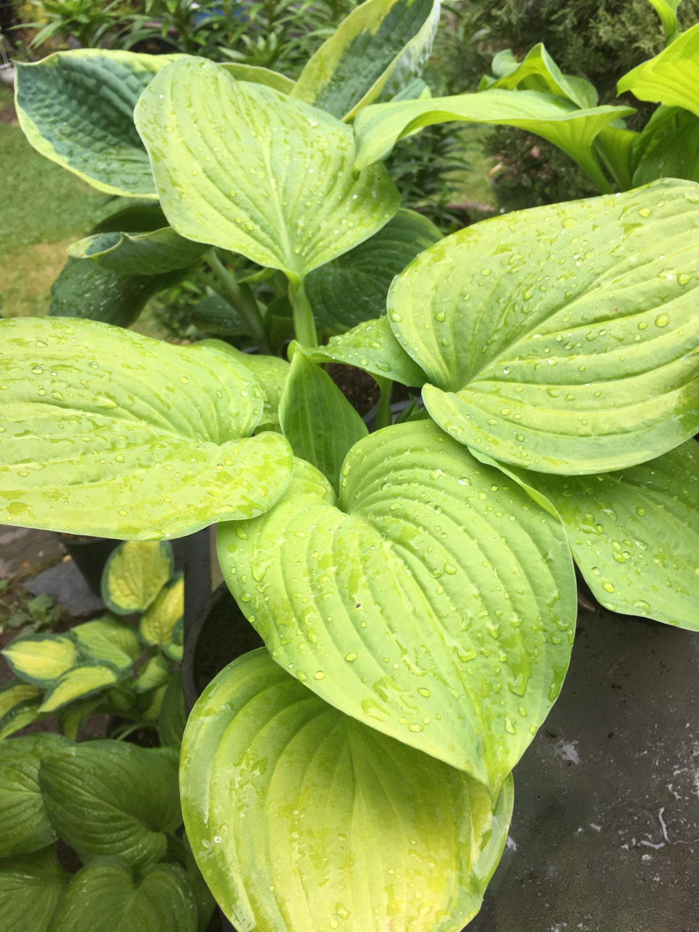 Big Hosta