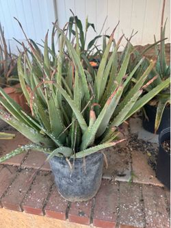 Free aloe Vera and jade plant