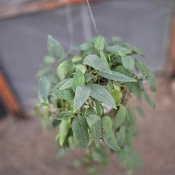 Cebu Pothos Plant 6" Pot