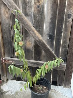 Organic Babcock White Peach Fruit Tree 5 Gallon Pot Self Pollinating  Cash only