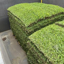 St Augustine Sod