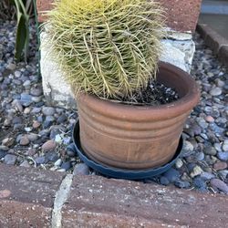 Golden Barrel Cactus