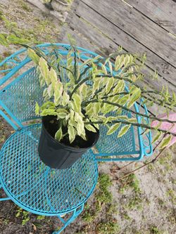 Pretty Well Established Plant 🪴 1 Gallon/Looks Great With Flowering 💐 Plants 💐 
