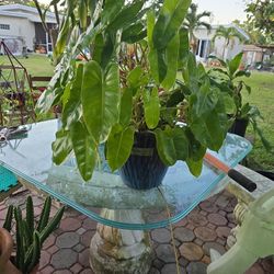 Philodendron Burke Marx $20.00