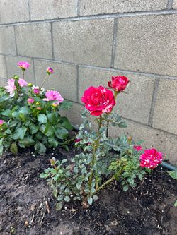 Mini Rose bush