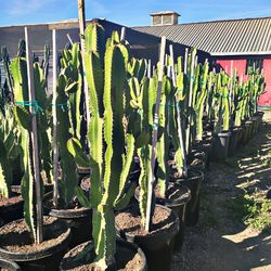 Euphorbia Cactus