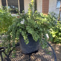 Elephant Food Plant $30 Each 5 Gallon Pots